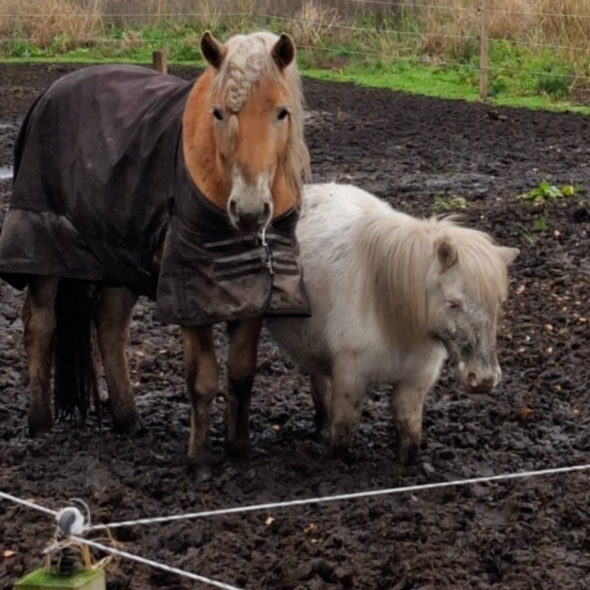 241121 Paarden Veendam 2