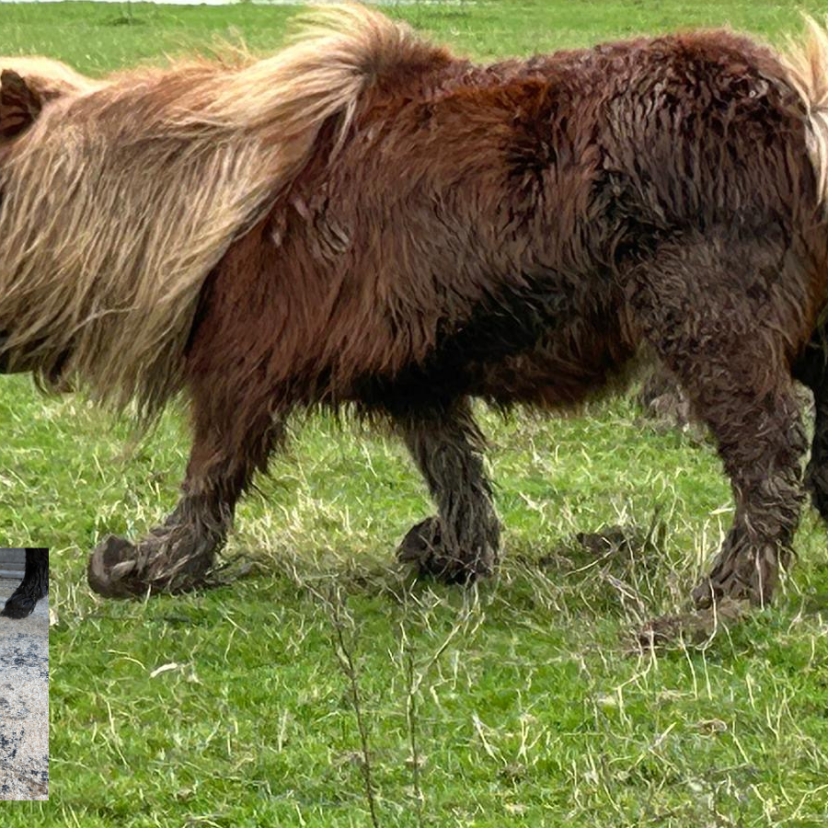 240308 Pony Molenlanden
