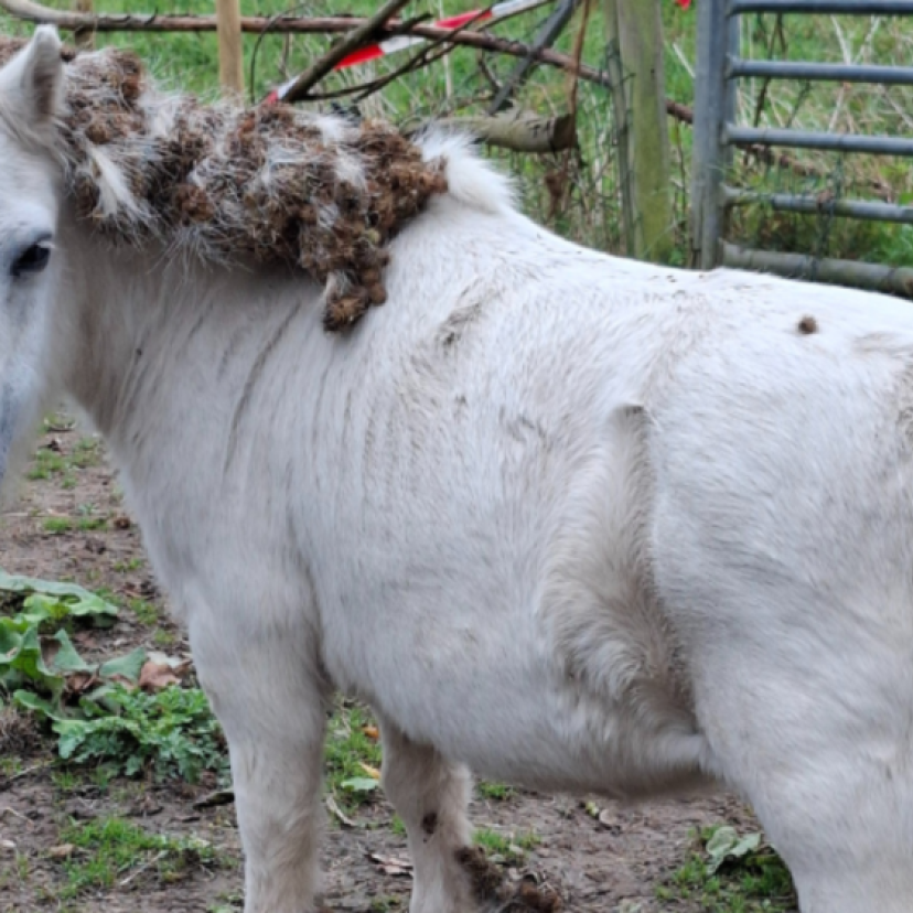 250923 Ponys Neder Betuwe 4