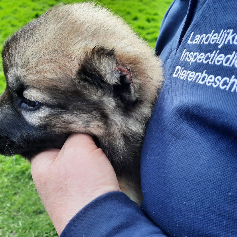 230811 Pup Alblasserdam/Rotterdam