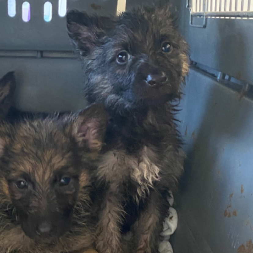 240418 Pups Rotterdam 1