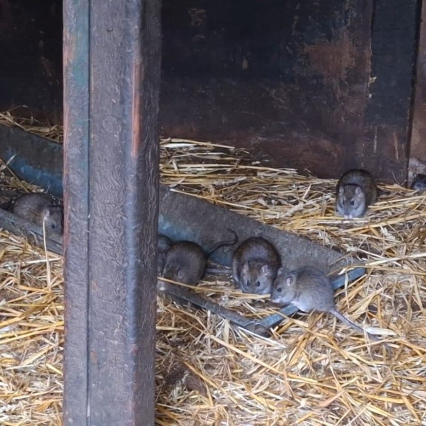 241121 Ratten Mook en Middelaar