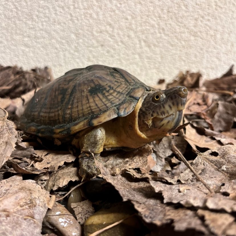 241028 Schildpadden Vlaardingen