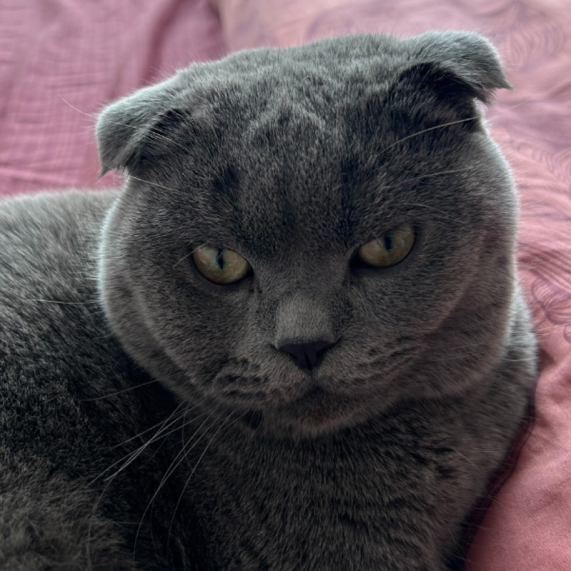 240808 Scottish Fold 2
