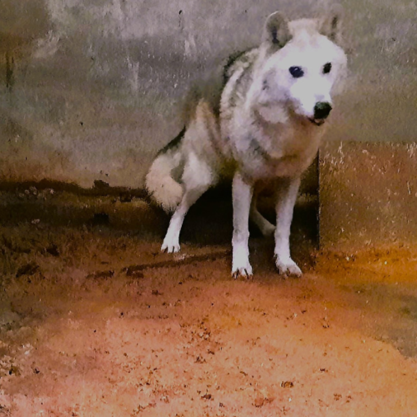 230815 Wolfhond 1000 x 500