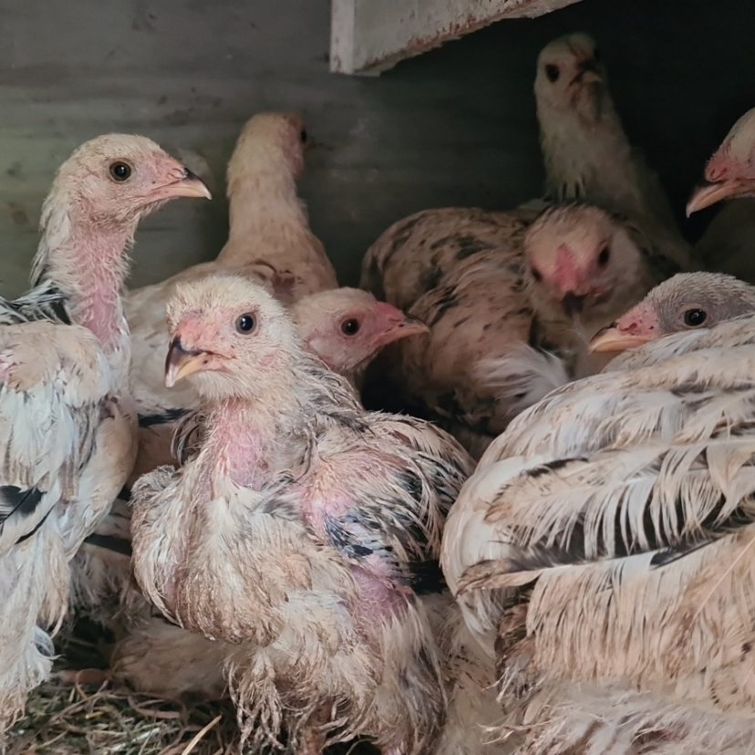 251017 Kippen Krimpenerwaard