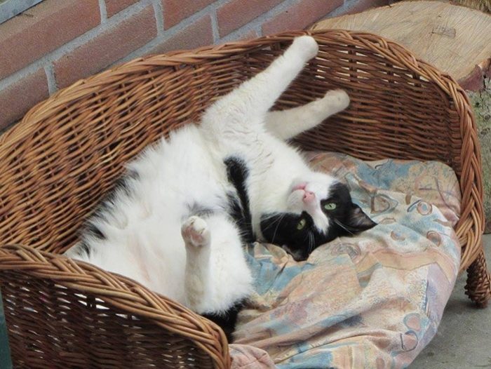 Kat verblijf4