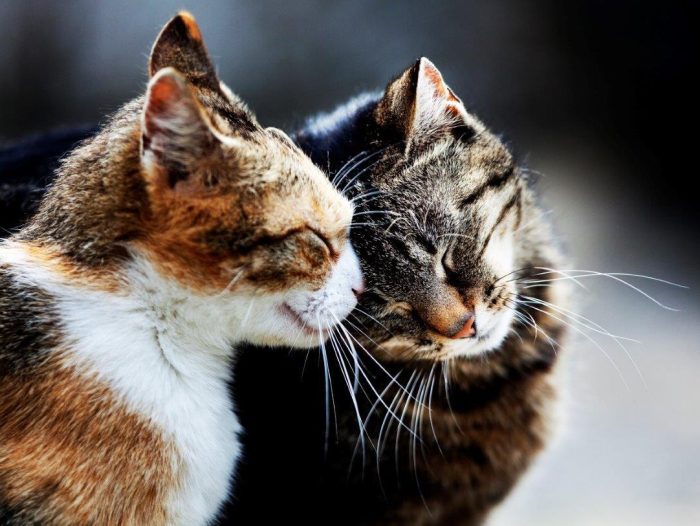 Poes 76