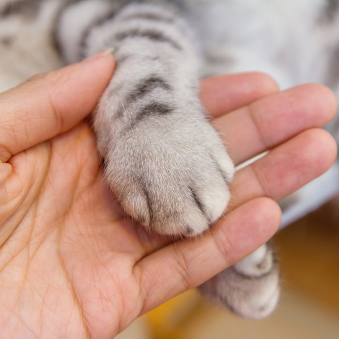 Bekijk gevonden dieren
