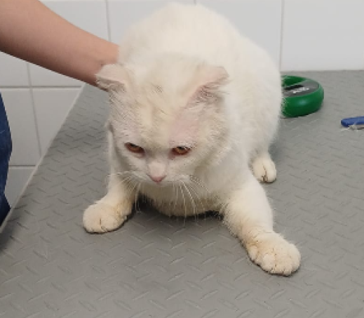 Zwerfkat hier "Olijfje" genoemd.