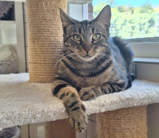 Milo