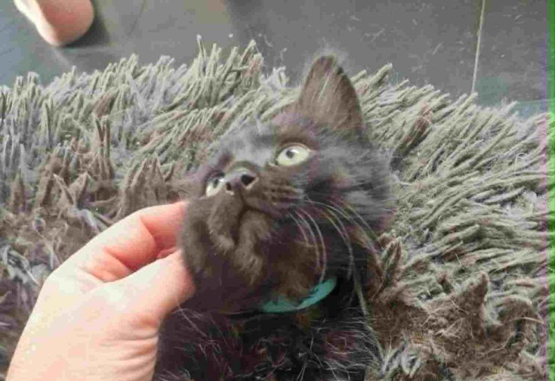 L kitten2
