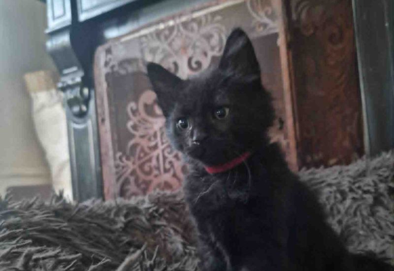 L kitten