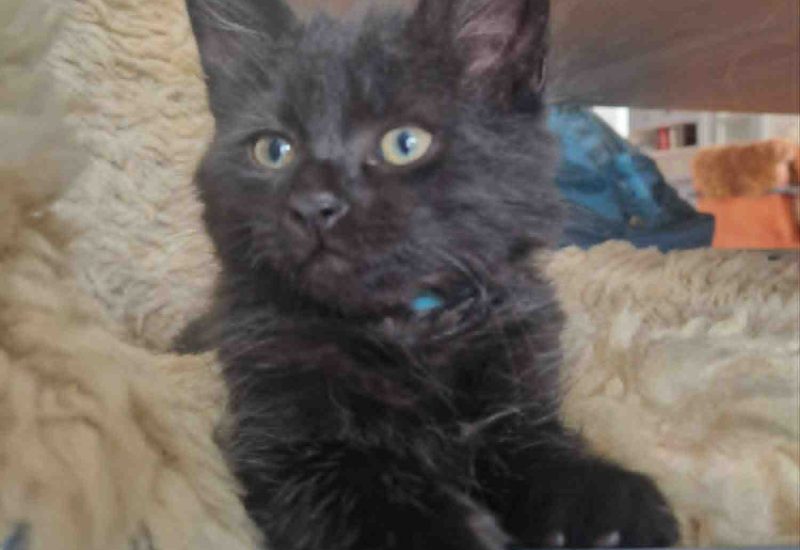 L kitten1