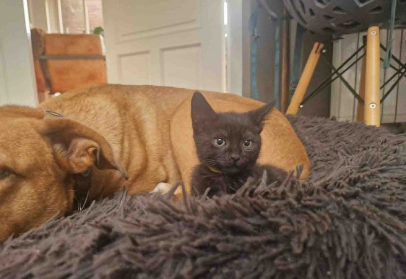 L kitten5