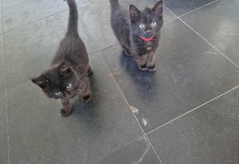 L kittens