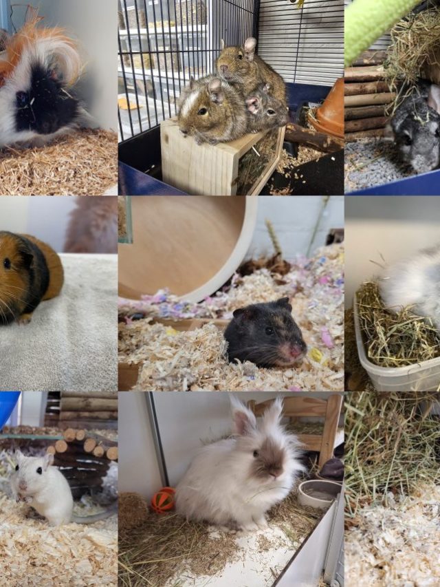 Knaagdiercentrum collage dieren
