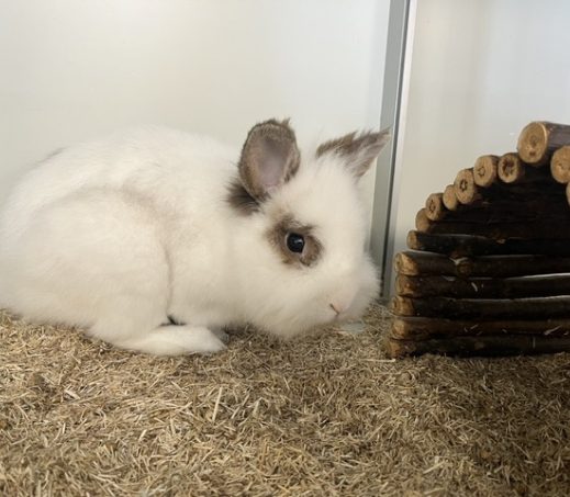Pip