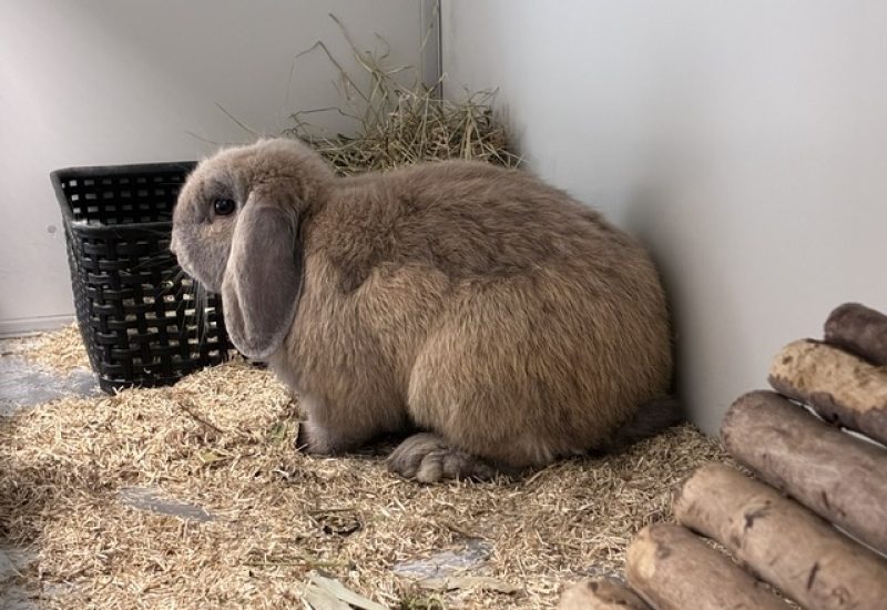 Pino