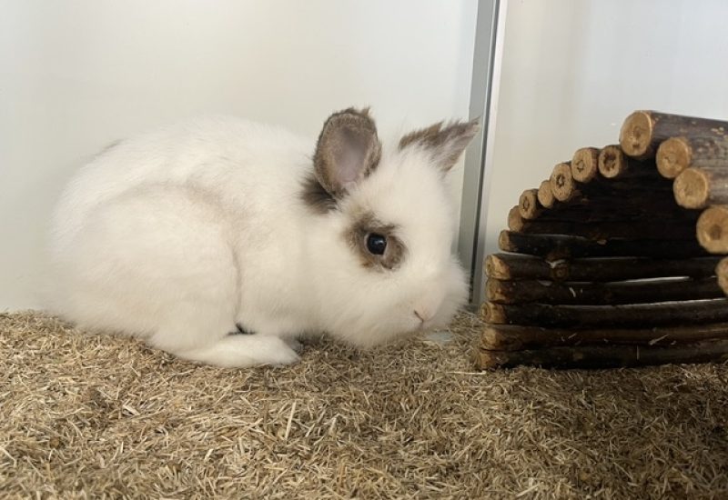 Pip