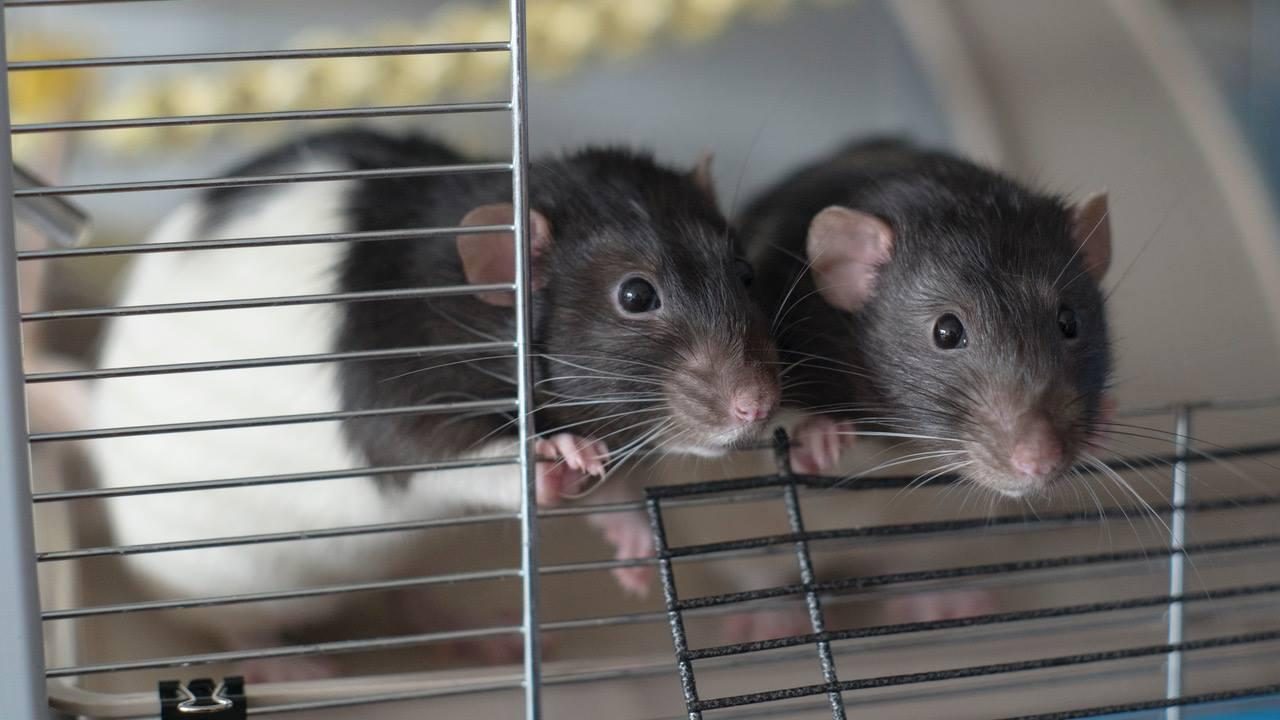 NIEUWS VAN ALVARO & POL, (nu Edgar en Louise) :-)