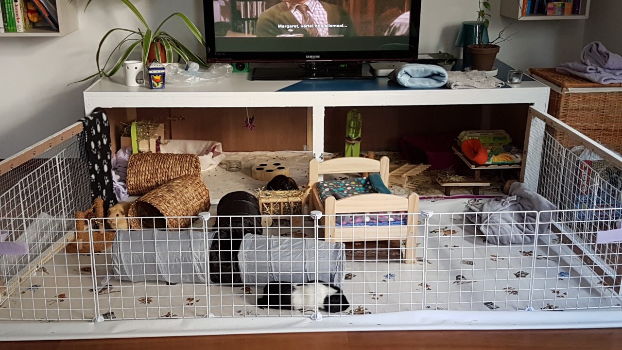 Cavia's Conny Anja en Yuno