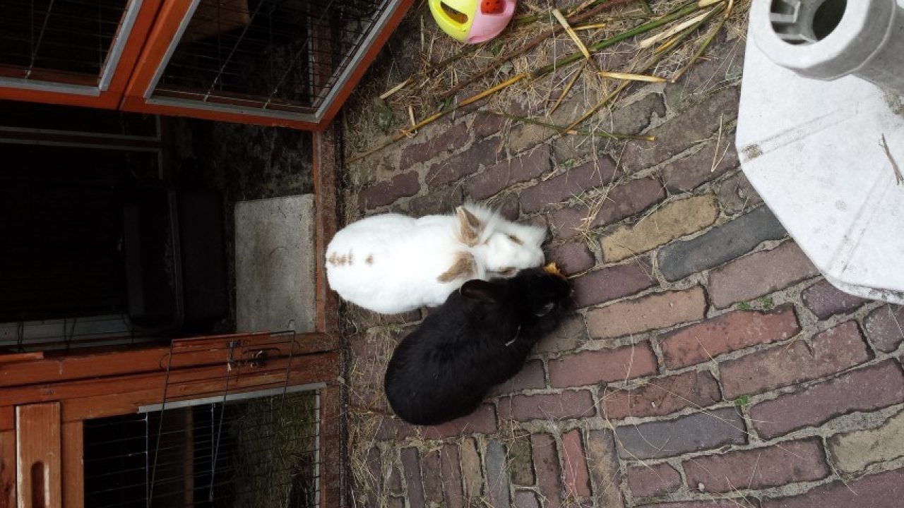 Arthur en zijn nieuwe vriendin