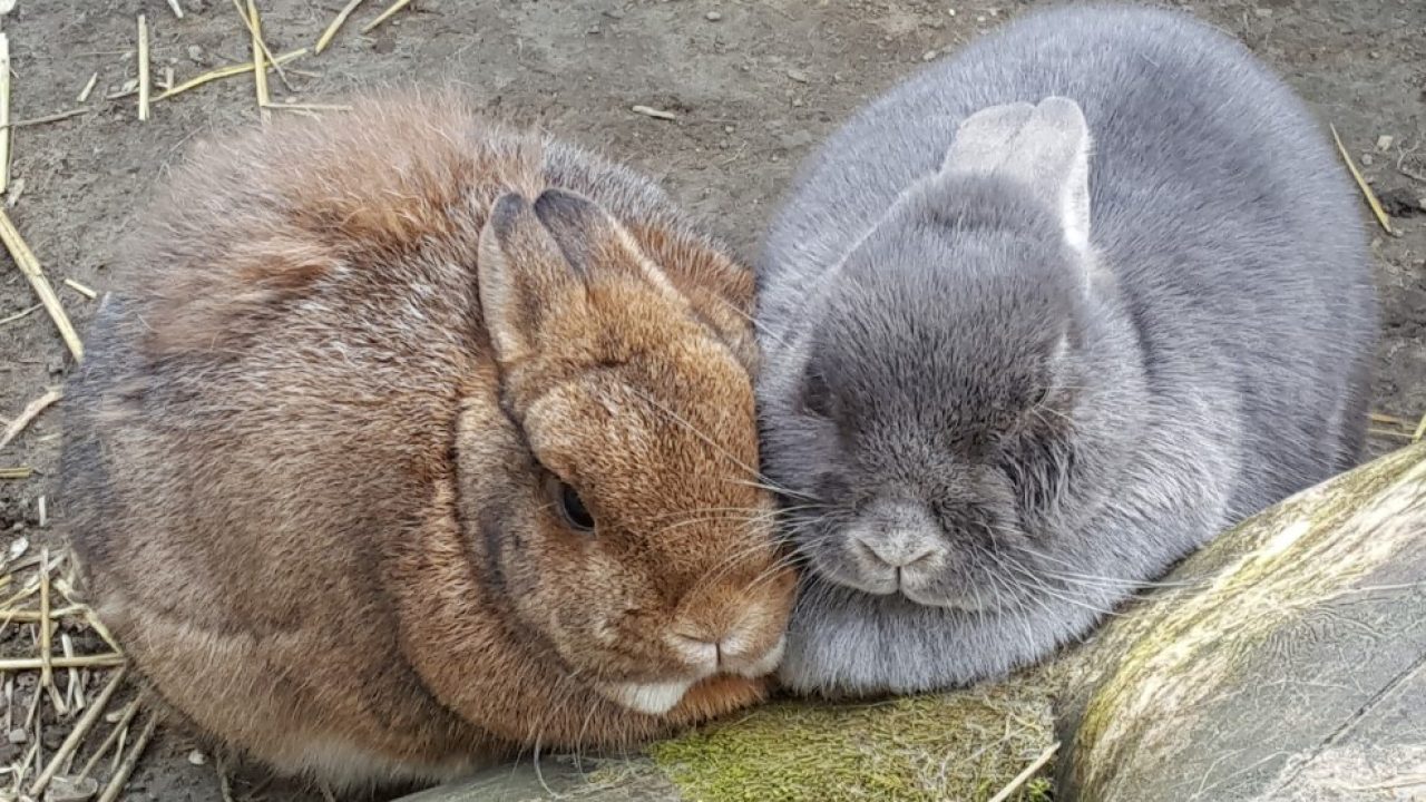 Arya, nu Bella, op haar nieuwe plek