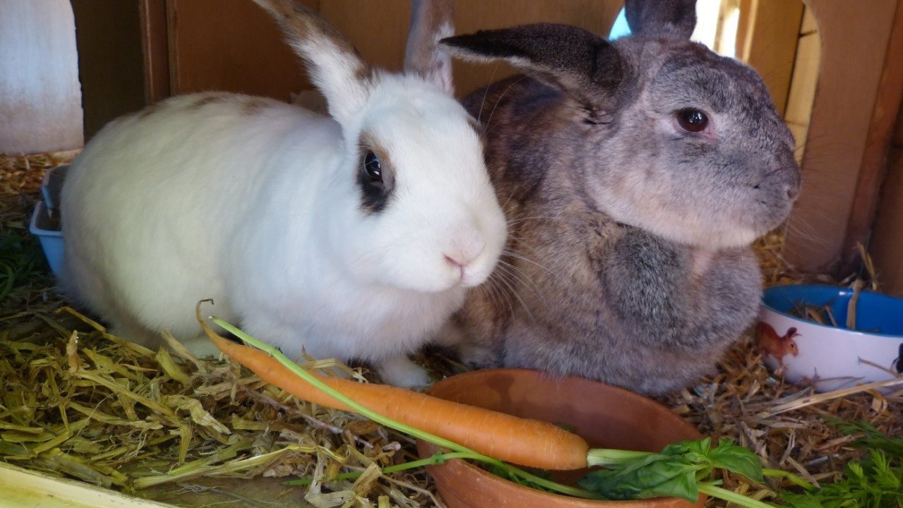 Rocky en zijn nieuwe vriendinnetje