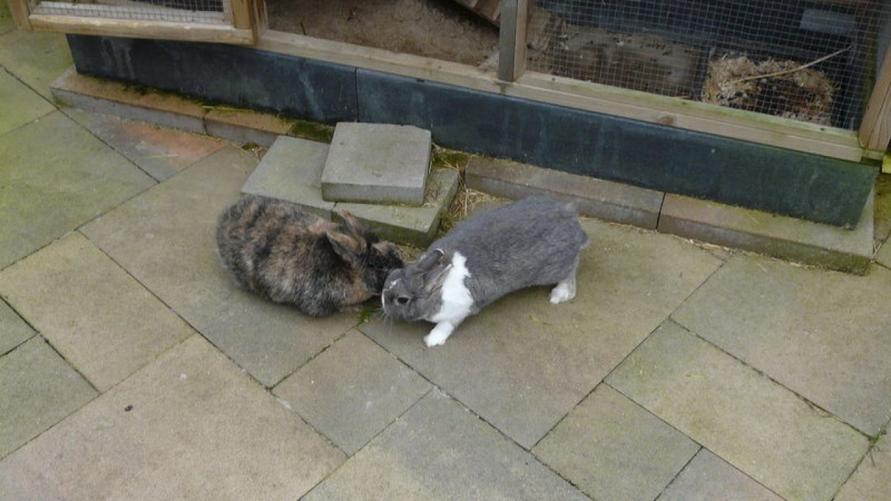 Bobik en Boef
