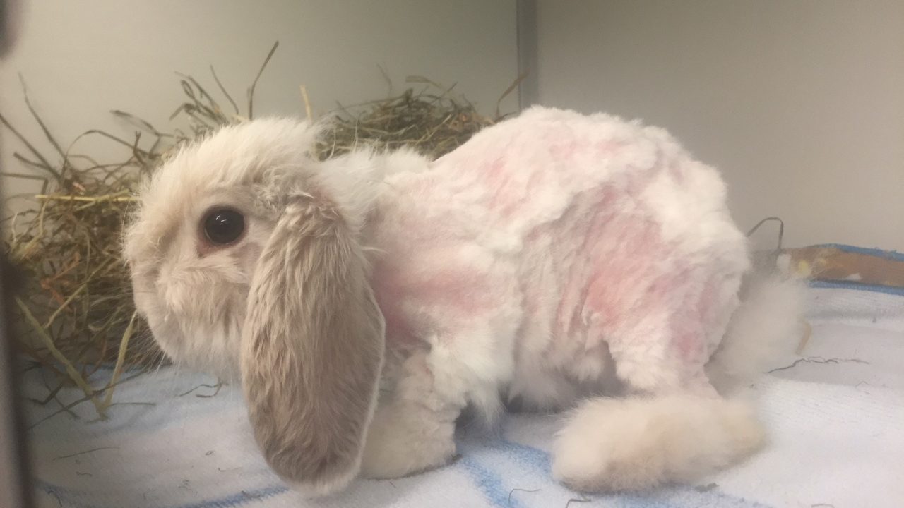 Donatie voor Bobo