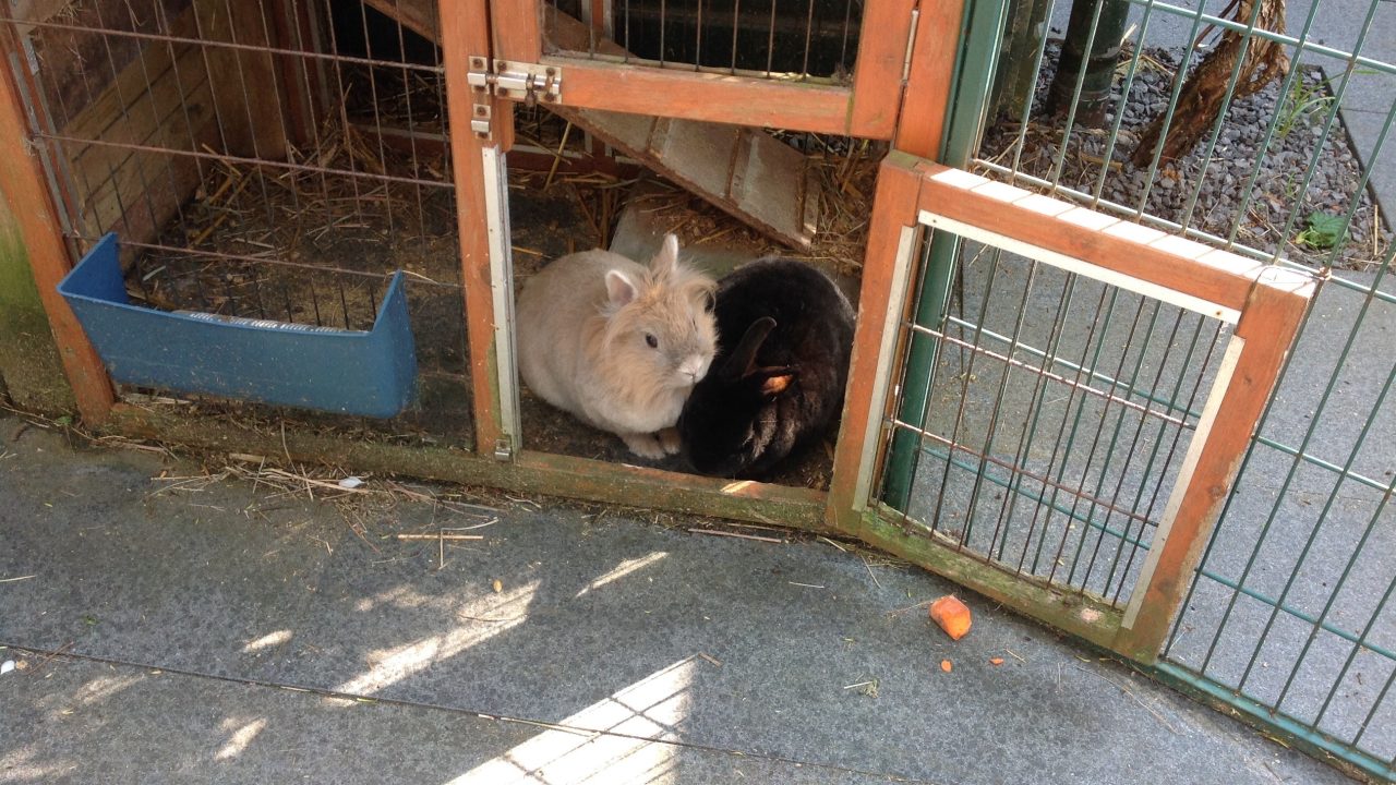 Bun en Daisy lekker samen