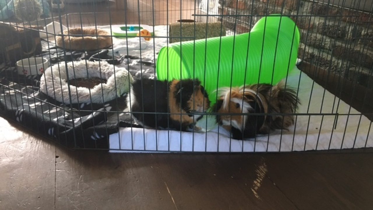 Barry en Freddy op hun nieuwe plek
