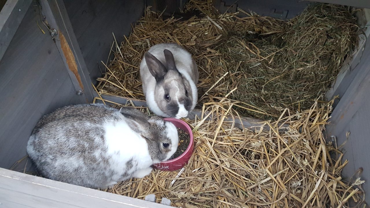 Freya op haar nieuwe plek