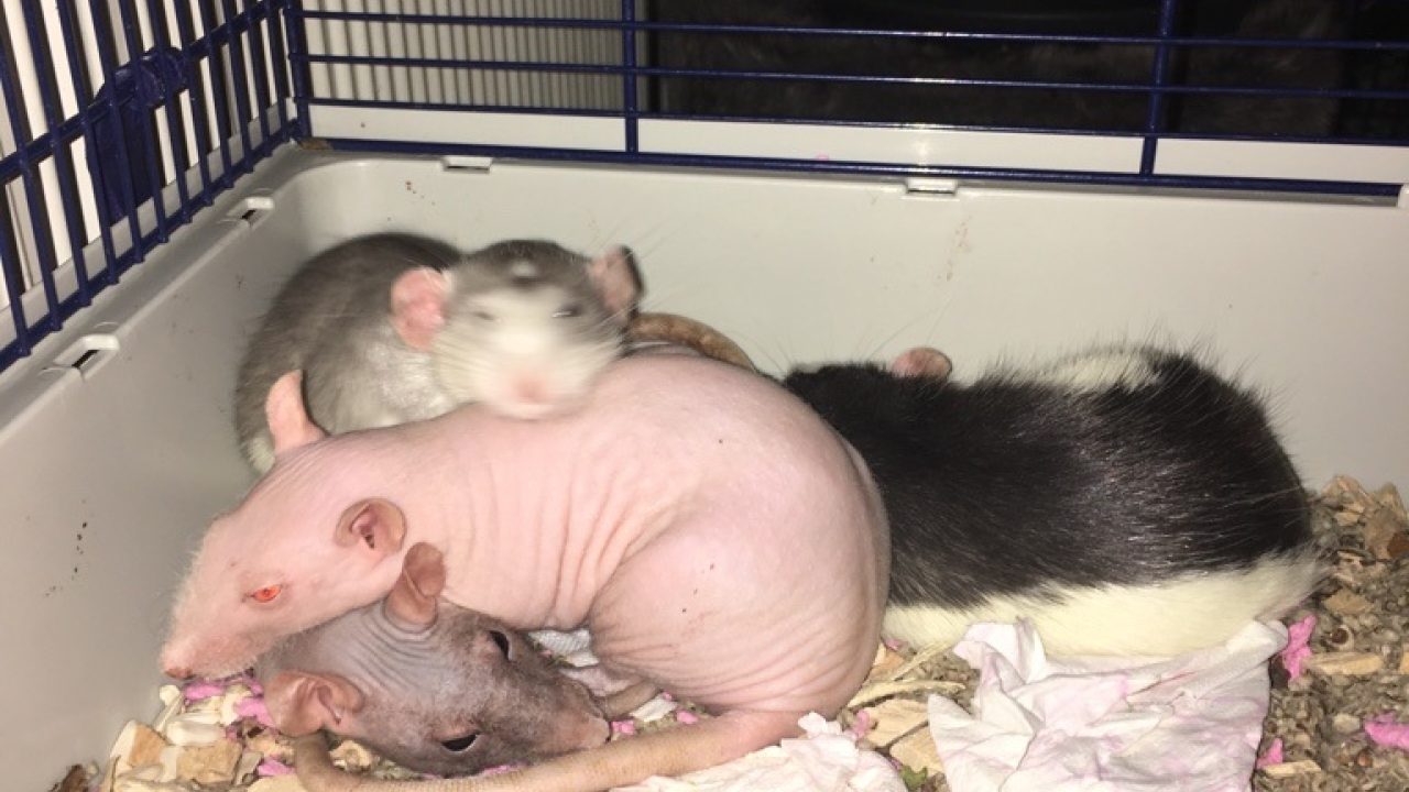 Fristi met haar nieuwe vriendinnen