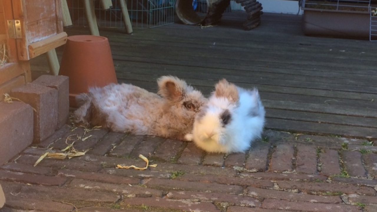 Harley en Molly