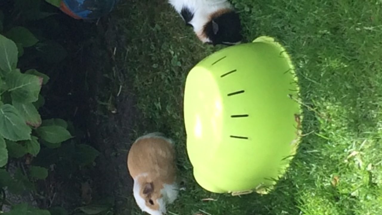 Pocahontas met haar nieuwe vriendin