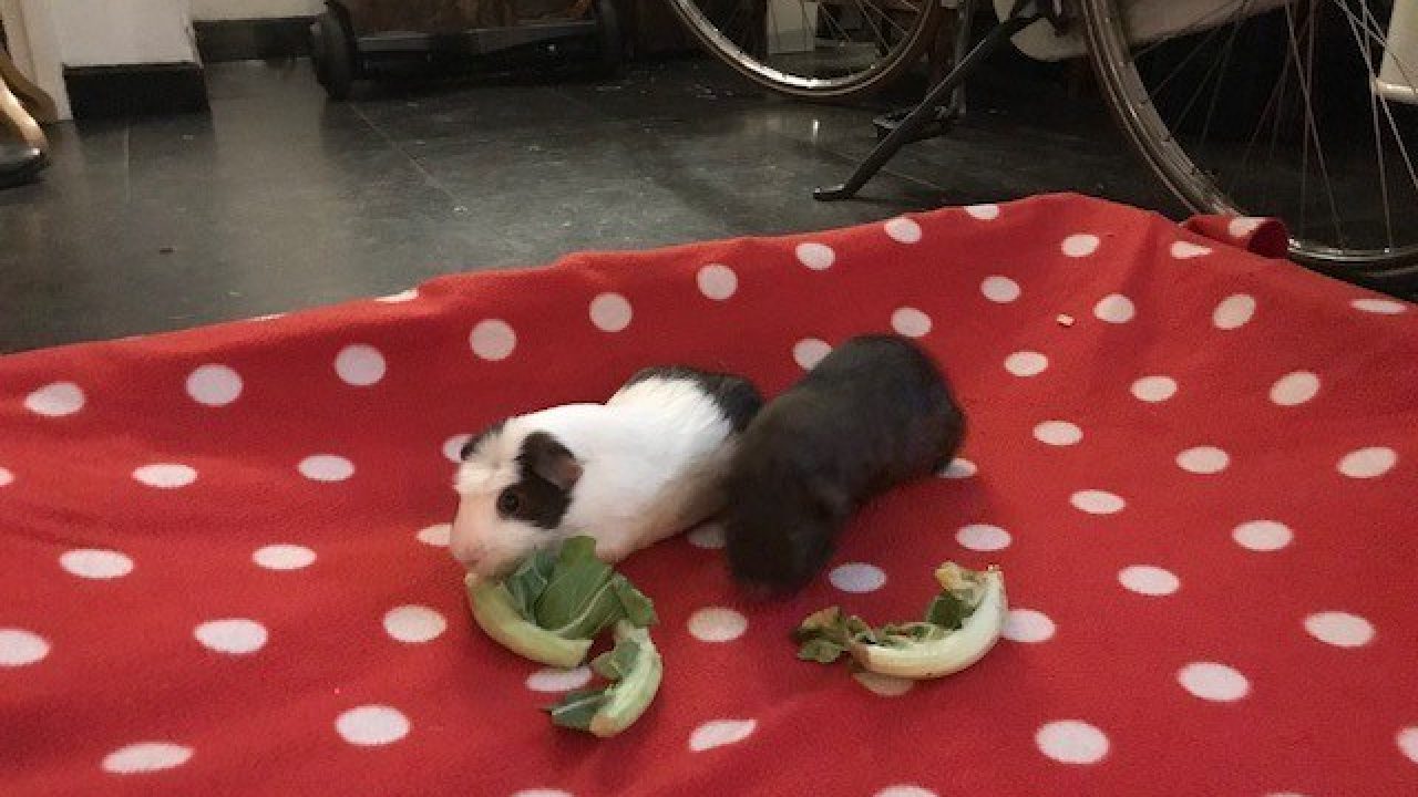 Karel met zijn nieuwe vriend Hammie
