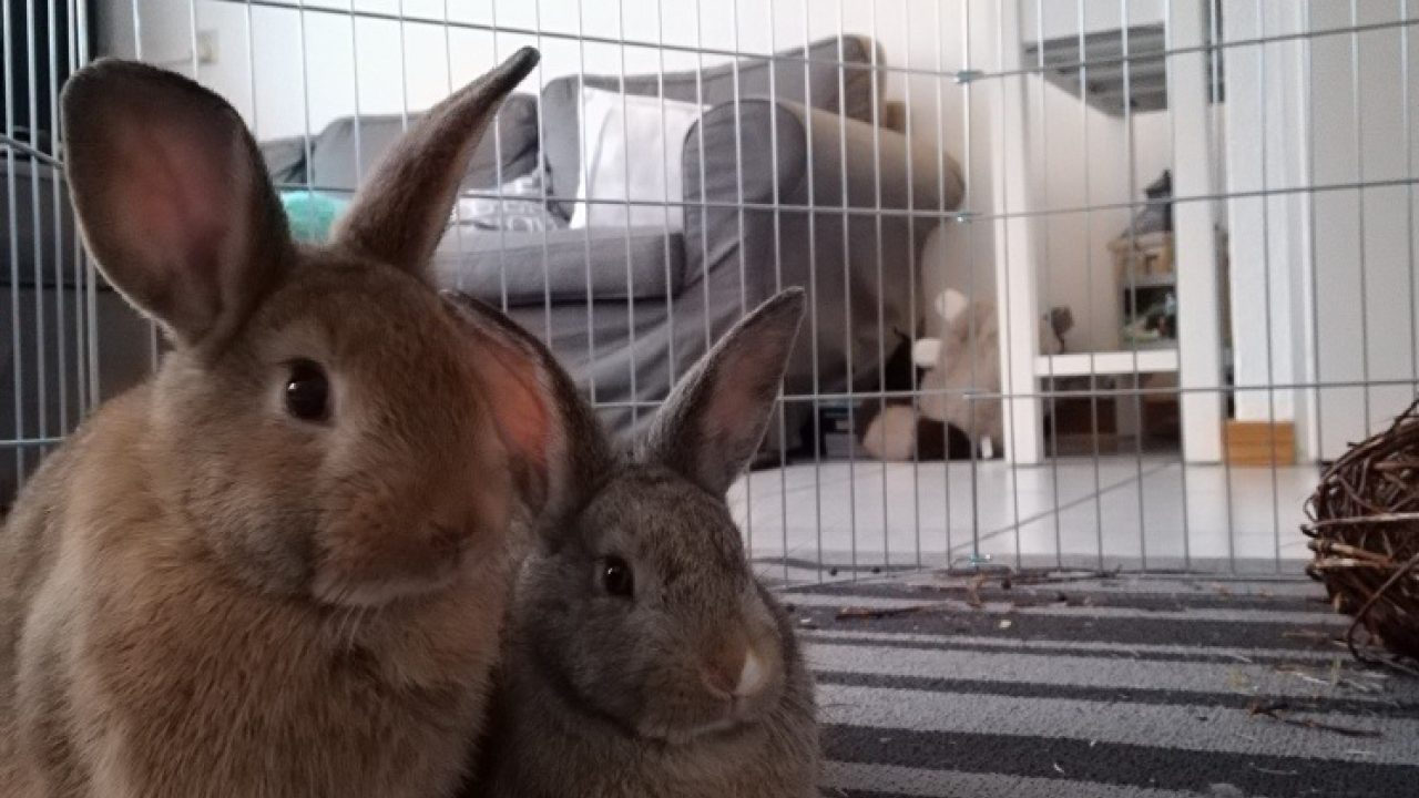 Mila en Moon (Nu Simba en Nala)