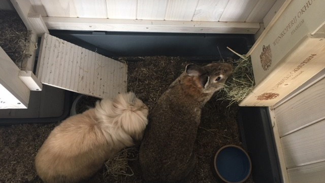 Muts en Monty hebben eindelijk een thuis