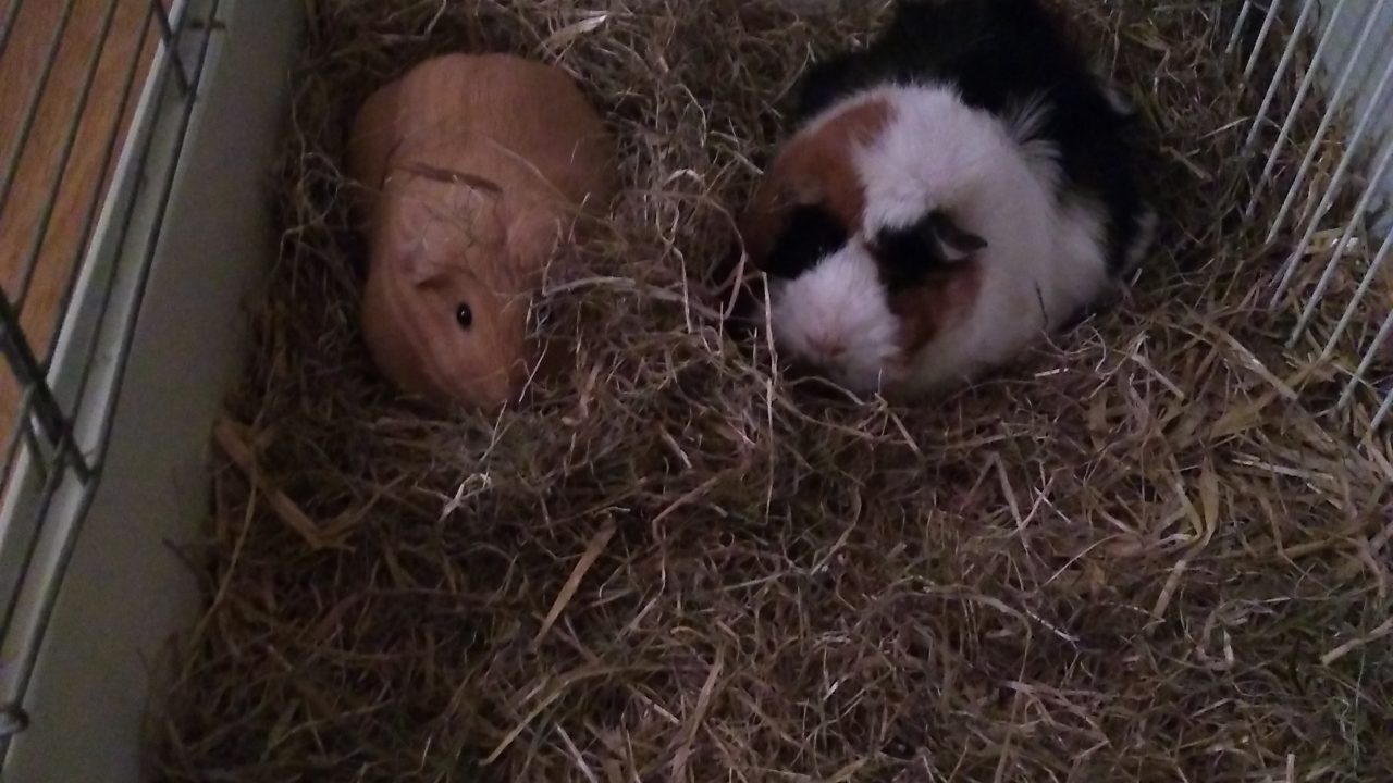 Norah en Sofietje