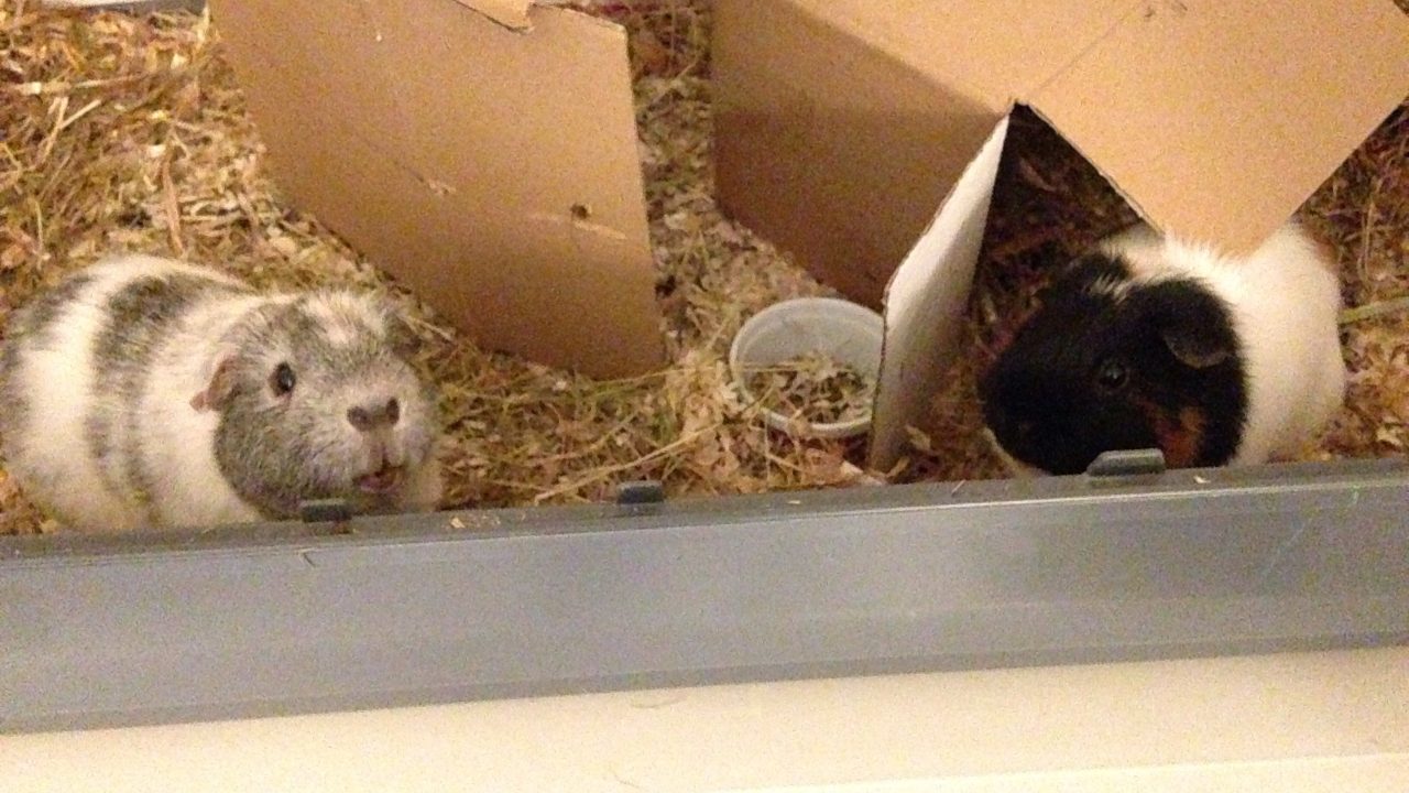 Oreo met zijn nieuwe vriend Sparkle