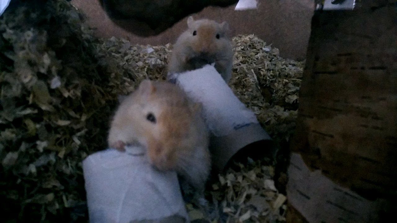 Pip en Pop