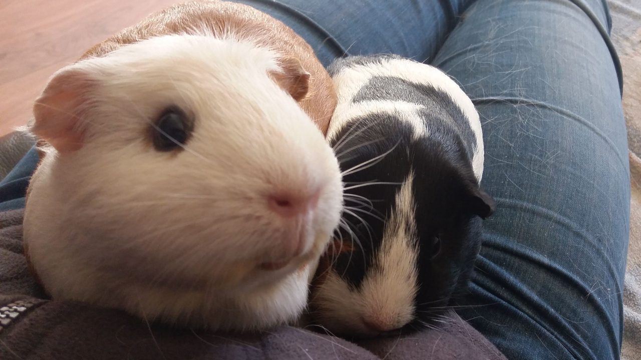 Sue met haar nieuwe vriendin Saar