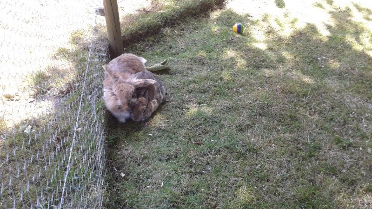 Snuffie en Snuitje
