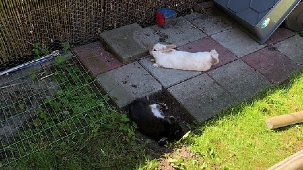Tango en Snuffie