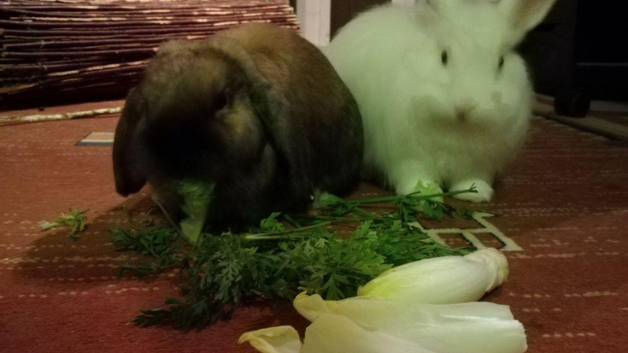 Pluis (nu Bruno) op zijn nieuwe plek