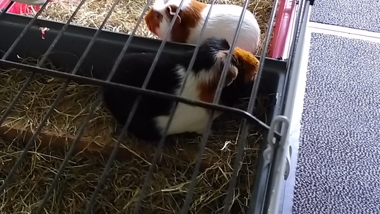 'Onze' Wapper op zijn nieuwe plek