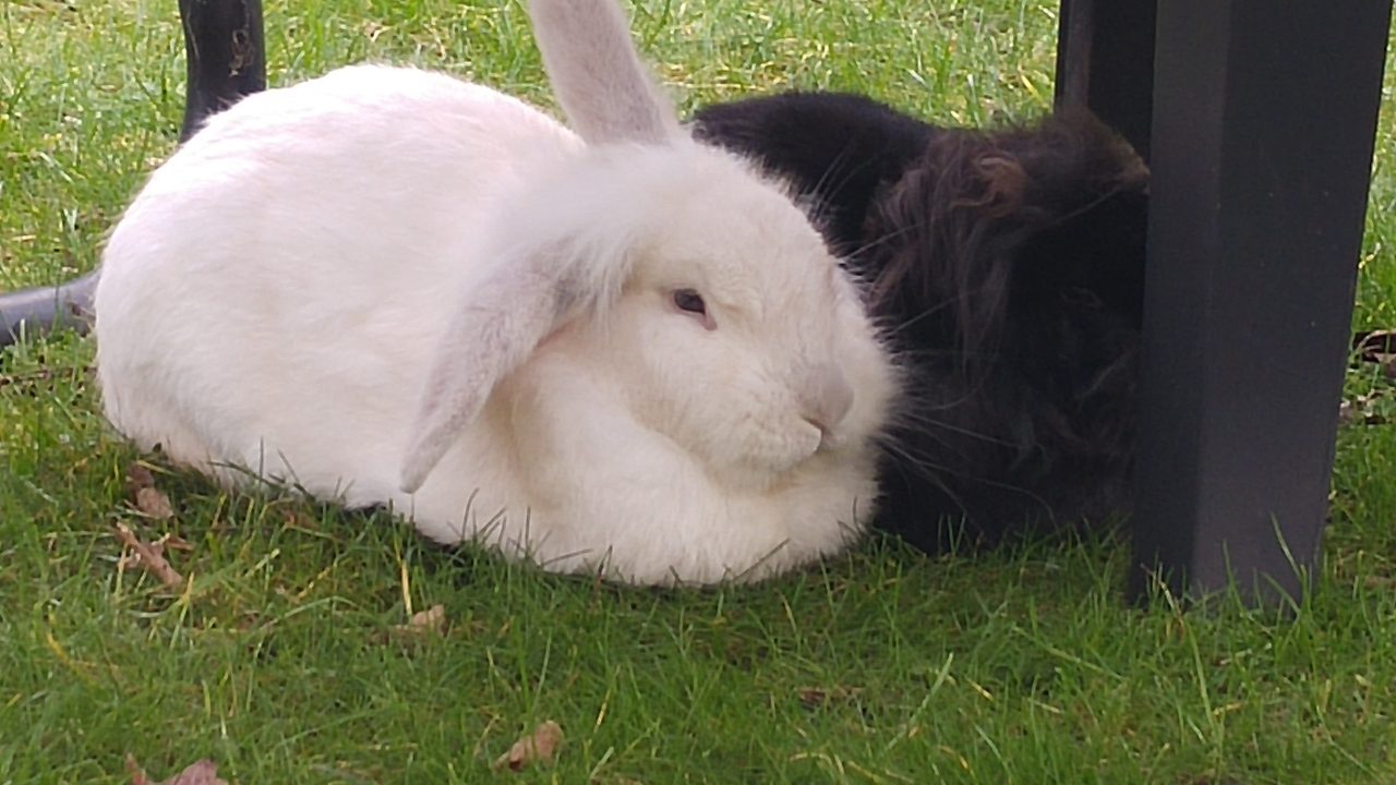 Witje (nu bram) op zijn nieuwe plek!