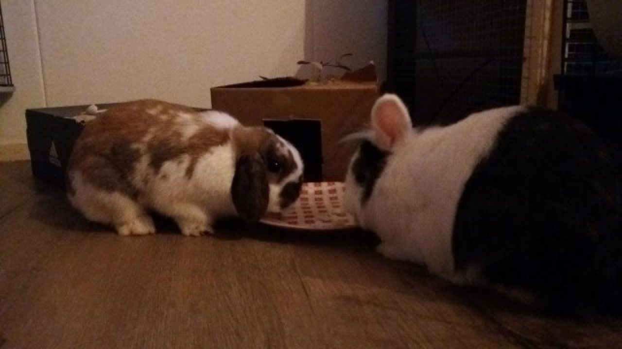 Bibi en Stampertje